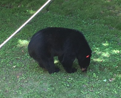 Bear 6-26-18